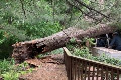 Emergency Tree Removal 2