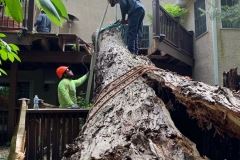 Emergency Tree Removal 9