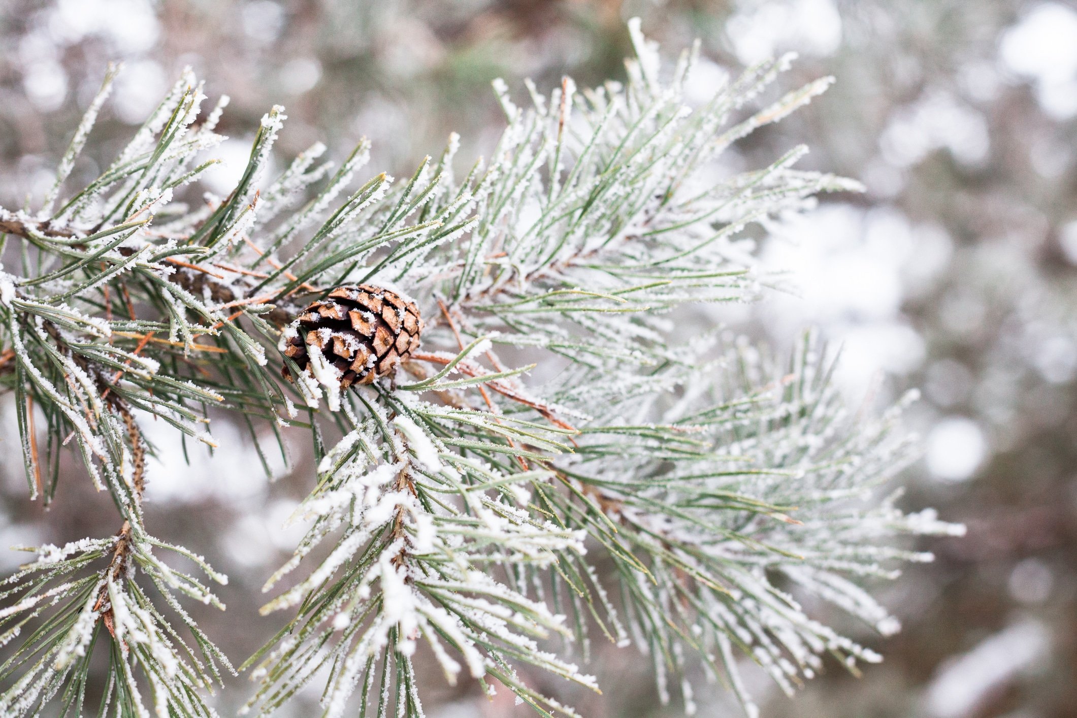 Winter Evergreen Protection in PA & NJ